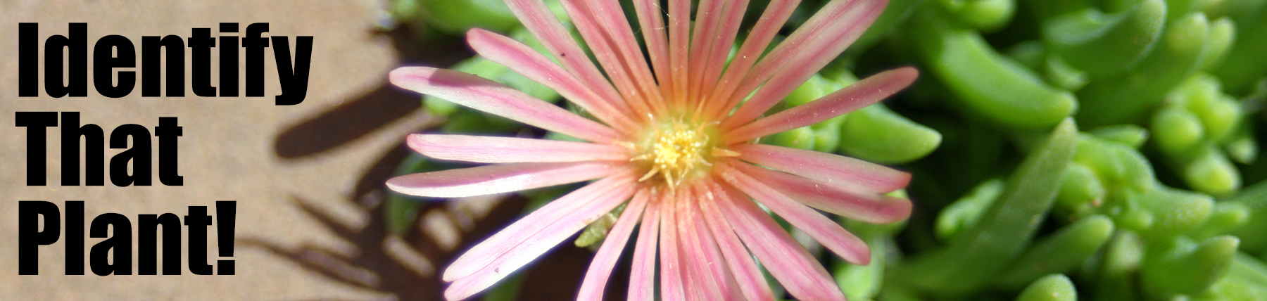 Identify That Plant! heading with photo of blooming ice plant